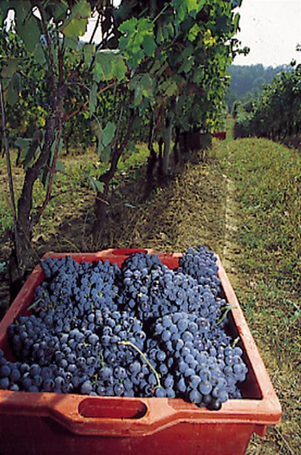 Marchesi Incisa Winery Lodge Rocchetta Tanaro Bagian luar foto